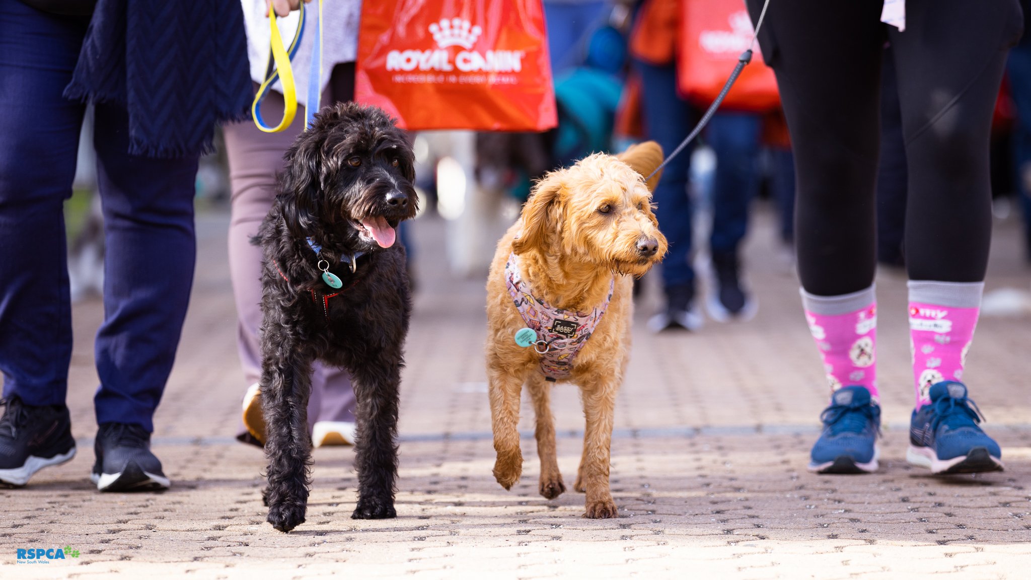 RSPCA-Million-Paws-Walk-Hero-portraits-Annabel-Osborne-May-2023-0701