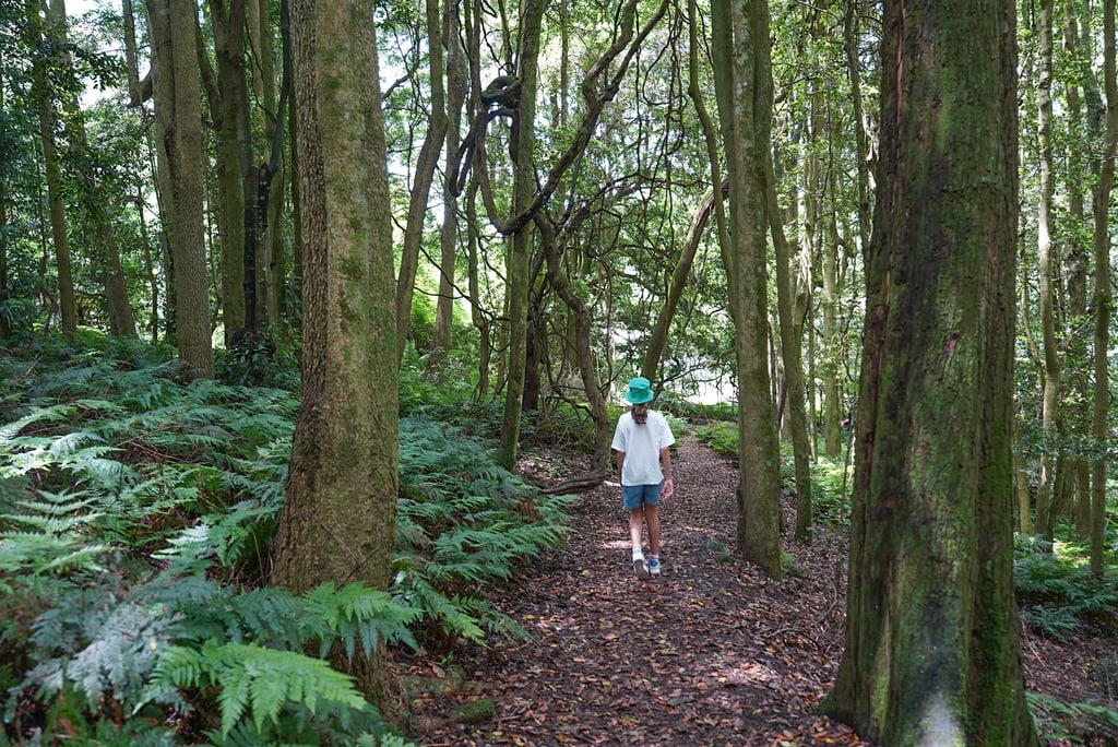 Blue Mountains Botanic Garden Mount Tomah
