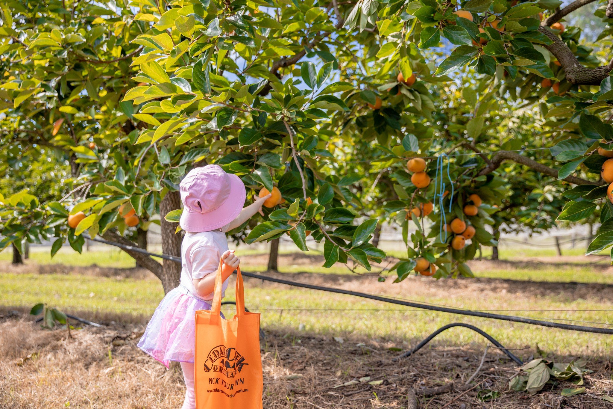 Digital Marketing Assistant