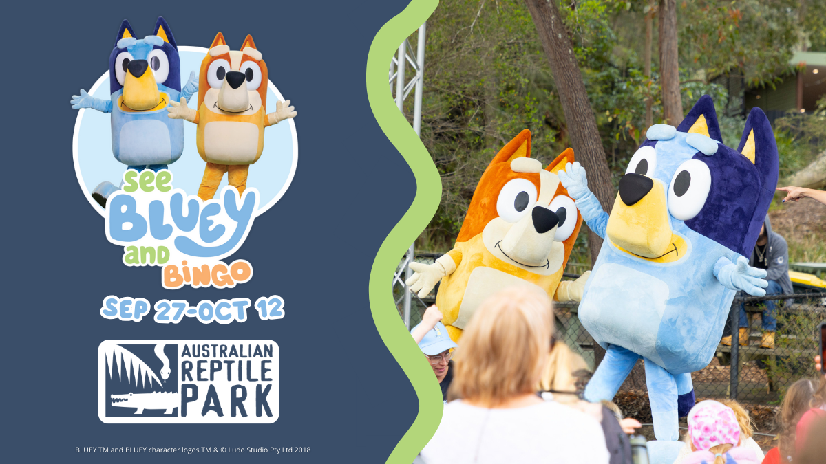 Bluey-SH-WSM-Event-Listing