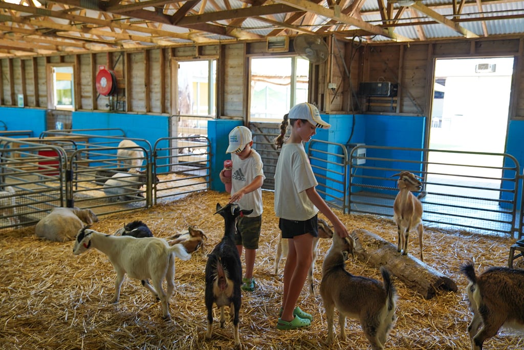 Calmsley Hill City Farm is a unique, interactive farm experience allowing you to get up close to farmyard animals. 