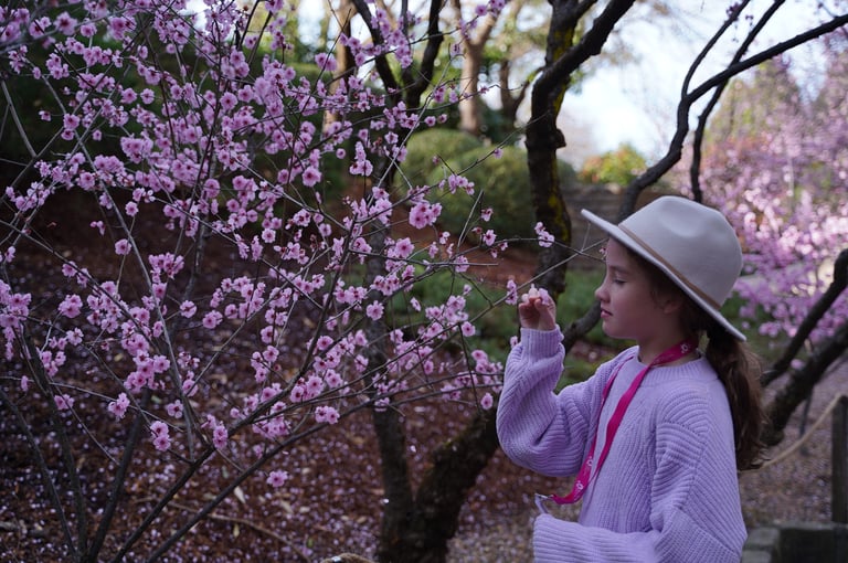 Sydney Cherry Blossom Festival