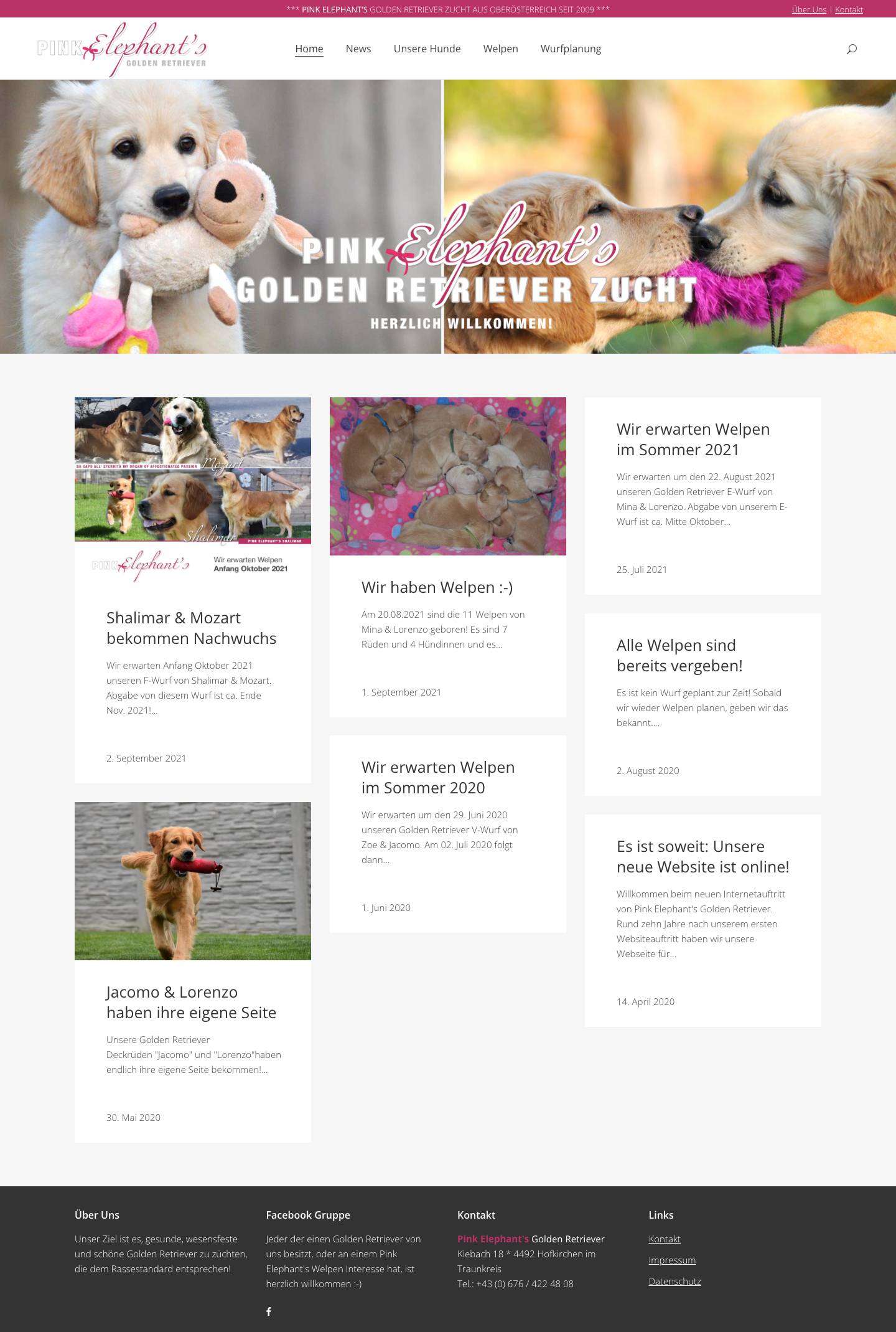 Pink Elephant's – Golden Retriever Zucht aus Oberösterreich - Full Screenshot