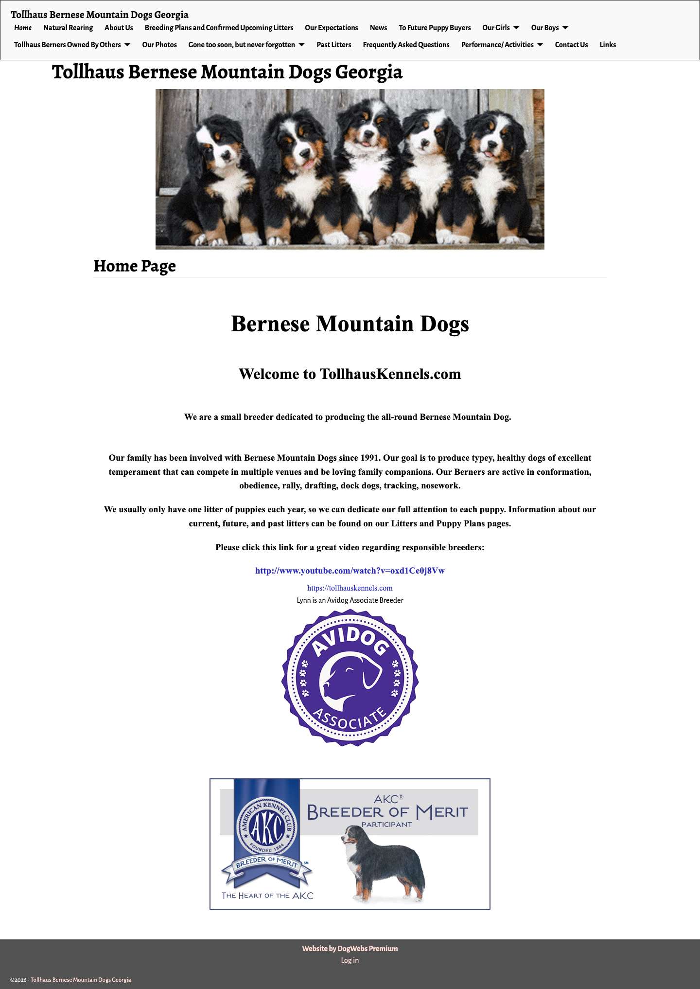 Tollhaus Bernese Mountain Dogs Georgia – Bernese Mountain Dogs Puppies Breeders, Georgia - Full Screenshot