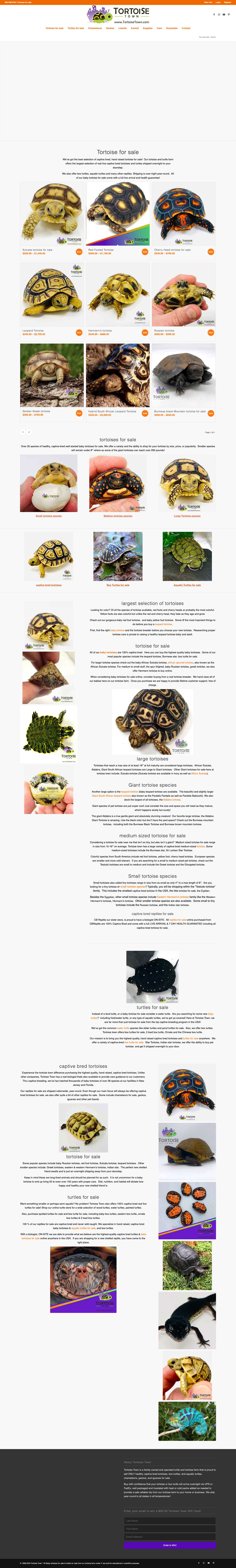Tortoise for sale online | buy baby turtles for saleShopping CartScroll to top - Full Screenshot