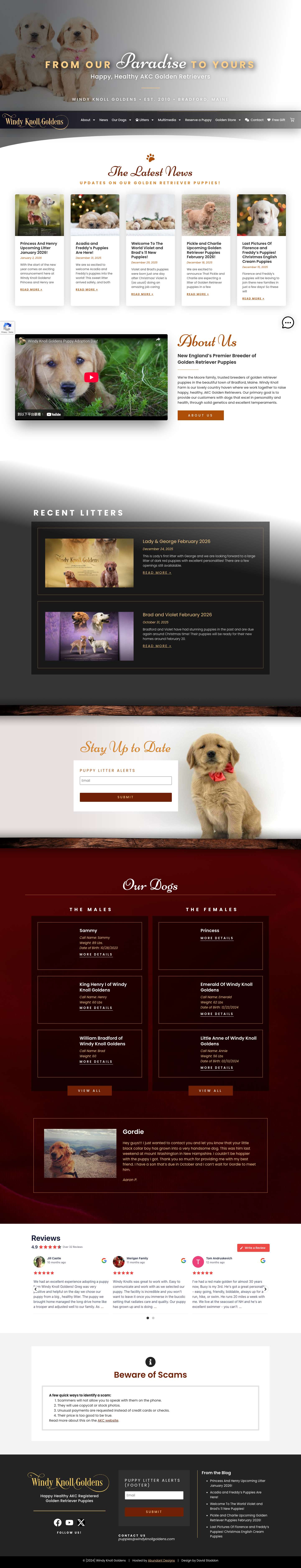 Premier AKC Dark Red Golden Retriever Puppy Breeder - Full Screenshot