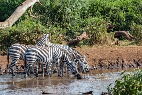 Amboseli