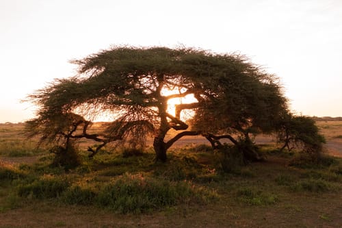 Amboseli