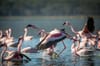 Lake Nakuru
