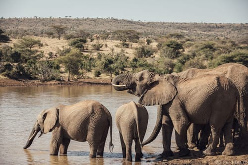 Lakipia