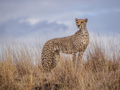 Lakipia