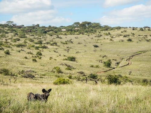 Lakipia