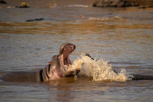 Masai Mara
