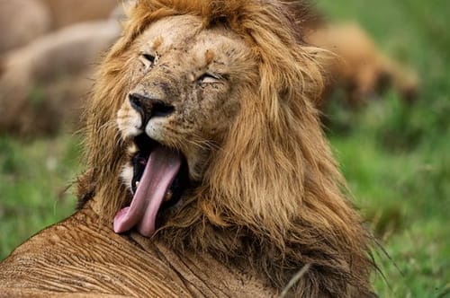 Masai Mara