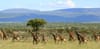 Masai Mara