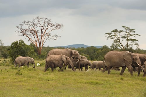 MM Conservancies