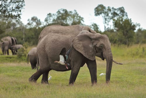 MM Conservancies