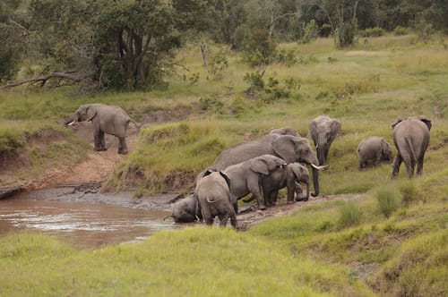 MM Conservancies