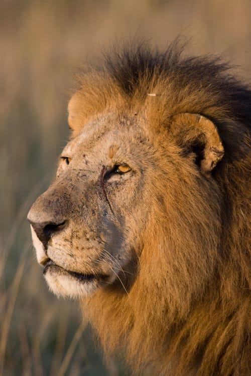 MM Conservancies