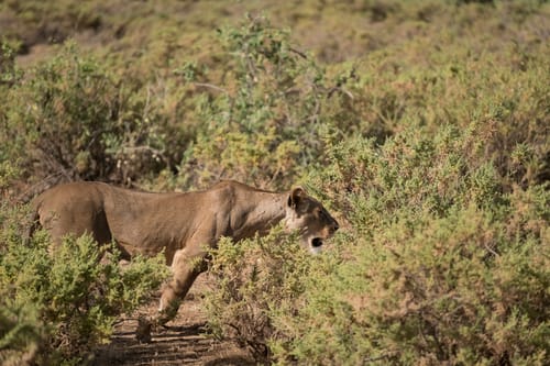 Samburu