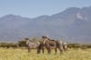 Samburu