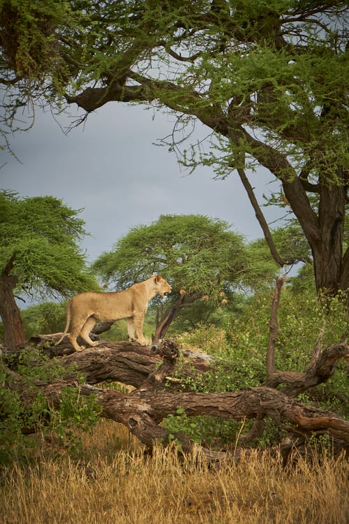 Tsavo East