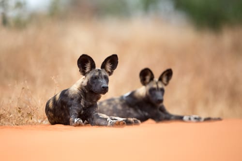 Tsavo West