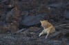Tsavo East/West