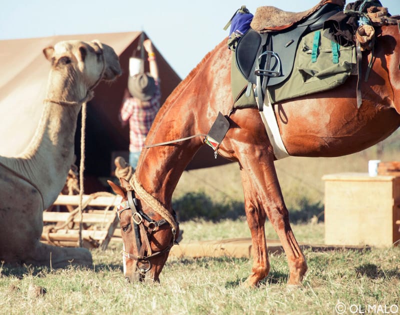 horseback safari