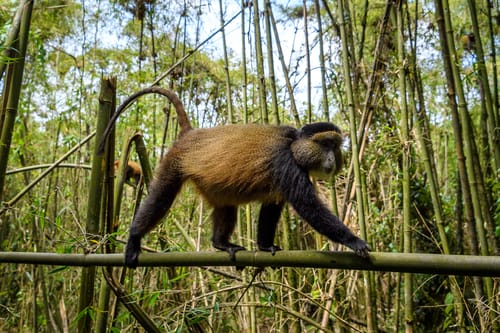 Nyungwe NP
