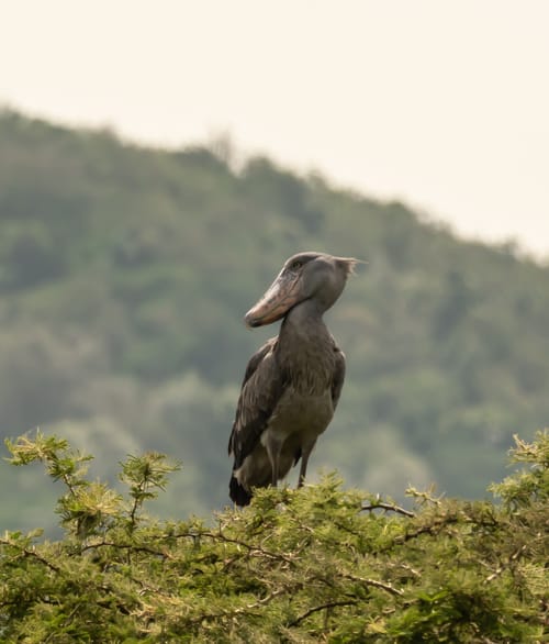 Nyungwe NP