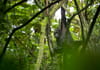 Nyungwe NP