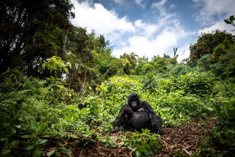 Mountain Gorilla Encounters