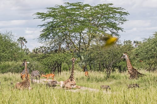 Lake Manyara