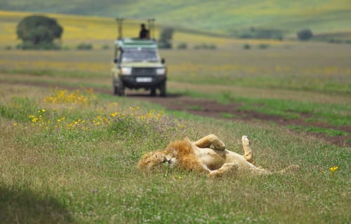 Ngorongoro