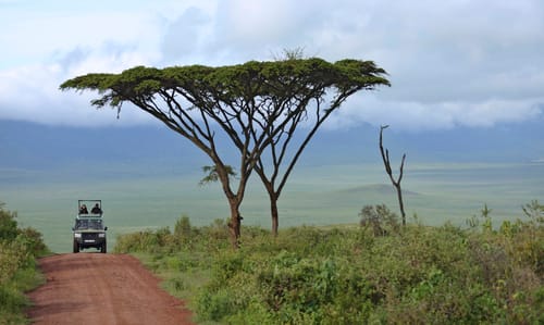 Ngorongoro