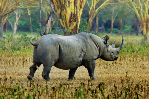 Ngorongoro