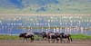 Ngorongoro