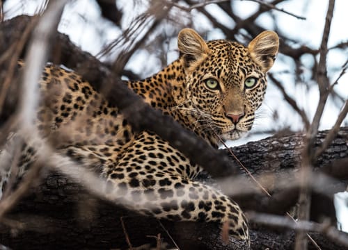 Ruaha