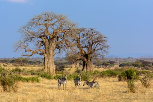 Ruaha