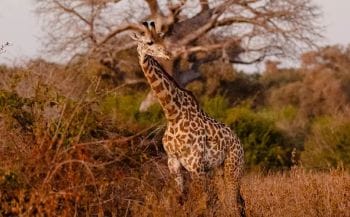 Ruaha