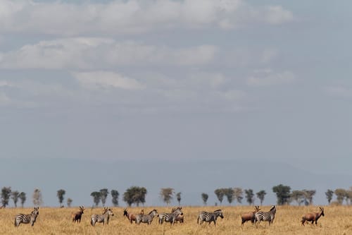 Ruaha