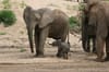 Ruaha