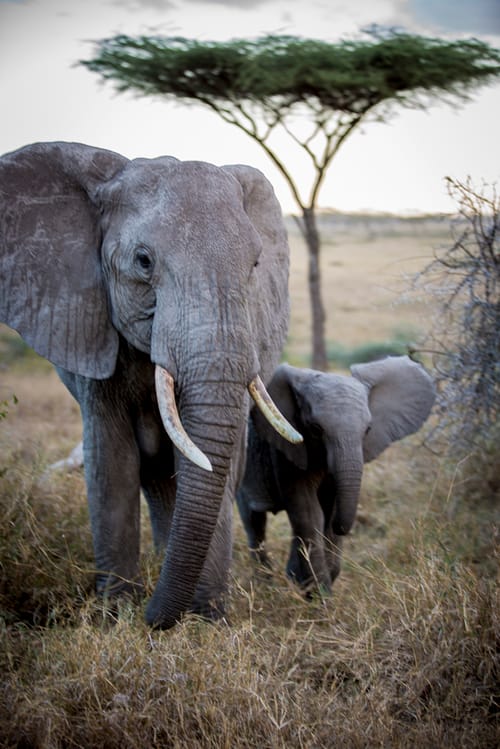 Serengeti