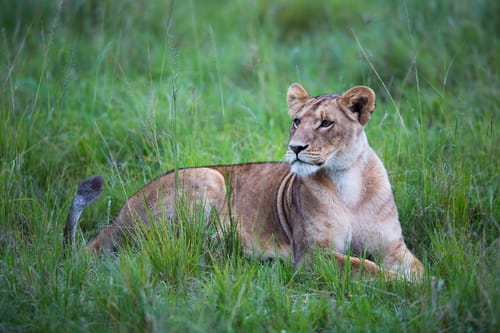 Serengeti