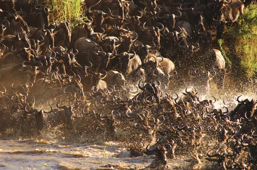 Serengeti