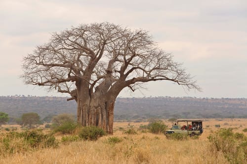Tarangire