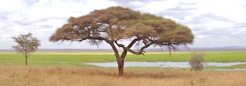 Tarangire