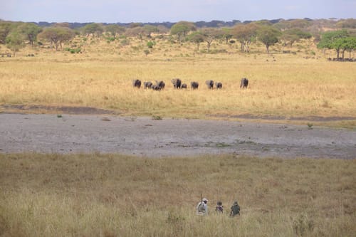 Tarangire