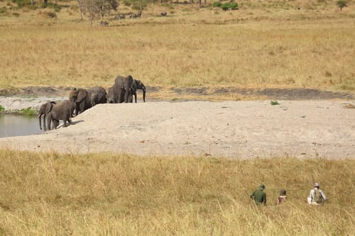 Tarangire